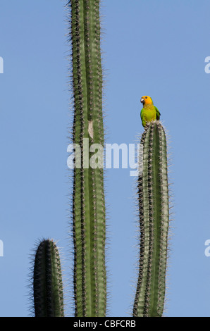 Gelbe geschultert Papageien (Amazona Barbadensis) auf Kaktus, Bonaire, Niederländische Antillen, Karibik Stockfoto