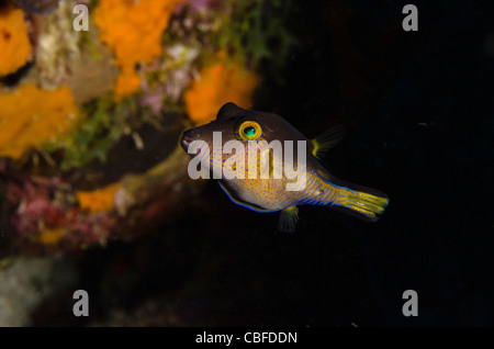 Scharfnasenhai Kugelfisch (Canthigaster Rostrata), Bonaire, Niederländische Antillen, Karibik Stockfoto