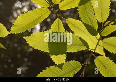 Edelkastanie (Castanea Sativa). Blätter, Hintergrundbeleuchtung von Sonnenschein im Sommer. Norfolk. Stockfoto