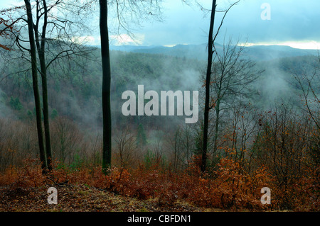 Ende der Herbstsaison in Wald, Baerenthal, Parc Naturel des Vosges du Nord, Moselle, Frankreich Stockfoto