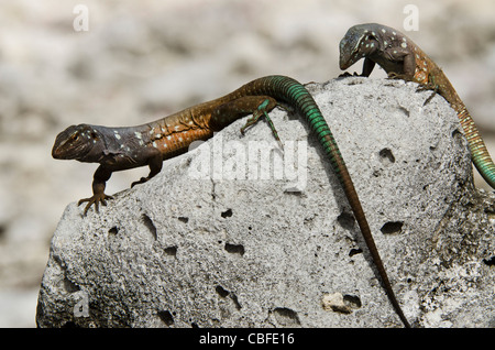 Männliche Bonaire Whiptail Eidechse (Cnemidophorus Murinus Ruthveni), Bonaire, Niederländische Antillen, Karibik Stockfoto