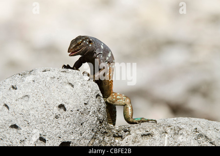 Männliche Bonaire Whiptail Eidechse (Cnemidophorus Murinus Ruthveni), Bonaire, Niederländische Antillen, Karibik Stockfoto