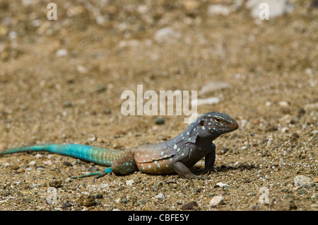 Männliche Bonaire Whiptail Eidechse (Cnemidophorus Murinus Ruthveni), Bonaire, Niederländische Antillen, Karibik Stockfoto