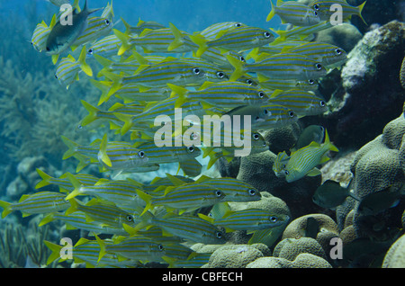 Smallmouth Grunt (Haemulon Chrysargyreum), Bonaire, Niederländische Antillen, Karibik Stockfoto