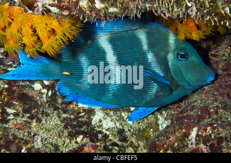 Blau, Tang (Acanthurus Coeruleus), Bonaire, Niederländische Antillen, Karibik Stockfoto