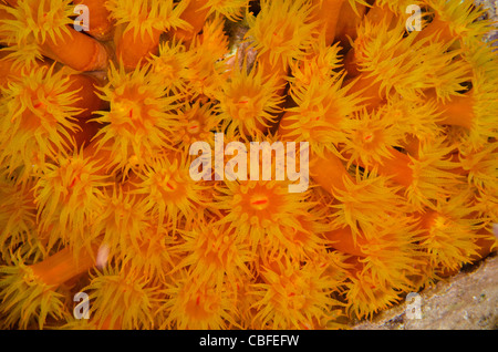 Orange Cup Coral (Tubastraea Coccinea), Bonaire, Niederländische Antillen, Karibik Stockfoto