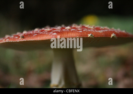 Ein roter Pilz Pilz mit einem weißen Stiel und weiße Flecken Wald im Hintergrund. Stockfoto