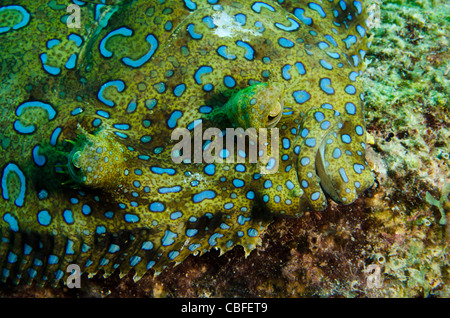 Pfau-Flunder (Bothus Lunatus), Bonaire, Niederländische Antillen, Karibik Stockfoto