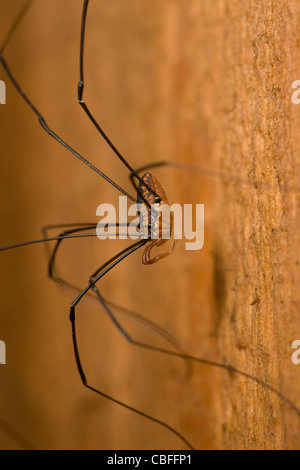 Papa lange Beine Spider auf einer hölzernen Wand Stockfoto