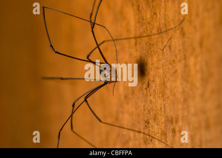 Papa lange Beine Spider auf einer hölzernen Wand Stockfoto