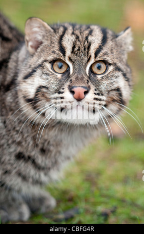 Fischen-Katze (Nahaufnahme) Stockfoto