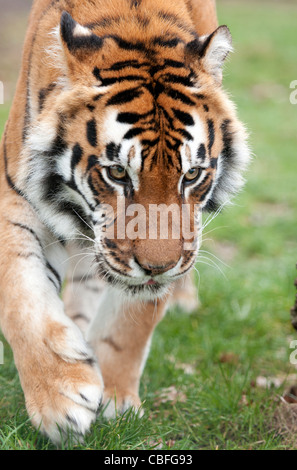 Weibliche Bengal Tiger zu Fuß in Richtung Kamera Stockfoto