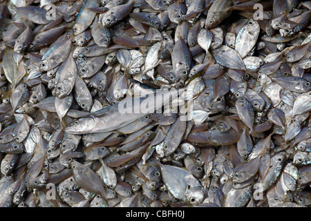 Haufen von Silber farbigen Fischen Hintergrund aus der lokalen fangfrischen Fang in Patong, Phuket, Thailand Stockfoto