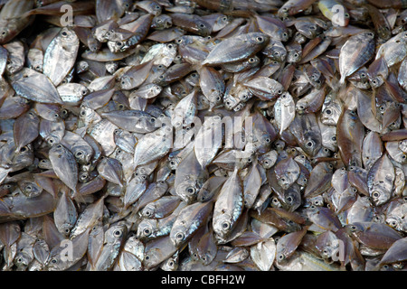 Haufen von Silber farbigen Fischen Hintergrund aus der lokalen fangfrischen Fang in Patong, Phuket, Thailand Stockfoto