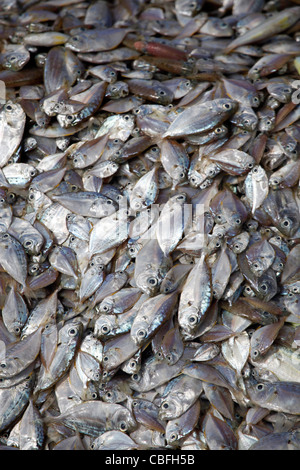 Haufen von Silber farbigen Fischen Hintergrund aus der lokalen fangfrischen Fang in Patong, Phuket, Thailand Stockfoto