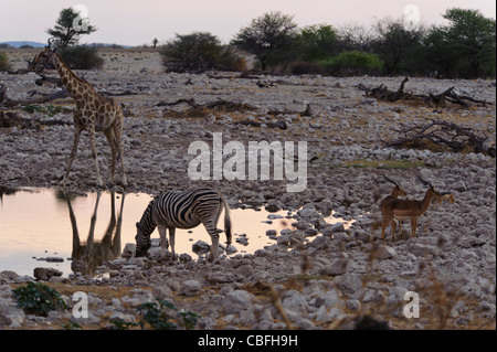 Giraffen, Zebras und Springböcke am Wasserloch von Okaukuejo bei Sonnenuntergang. Etosha Nationalpark, Namibia. Stockfoto