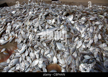 Haufen von Silber farbigen Fischen Hintergrund aus der lokalen fangfrischen Fang in Patong, Phuket, Thailand Stockfoto