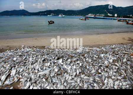 Haufen von Silber farbigen Fischen Hintergrund aus der lokalen fangfrischen Fang in Patong, Phuket, Thailand Stockfoto