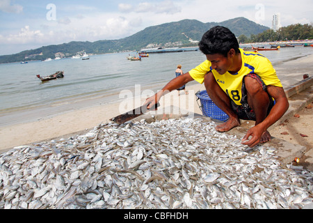 Haufen von Silber farbigen Fischen Hintergrund aus der lokalen fangfrischen Fang in Patong, Phuket, Thailand Stockfoto