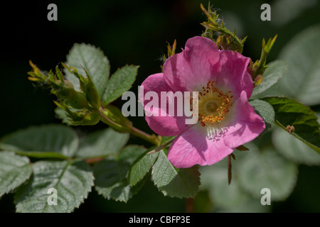 Wildrose (Rosa Canina). Einzelne Blume Streiflicht von der Sonne. Mai, Norfolk. Stockfoto