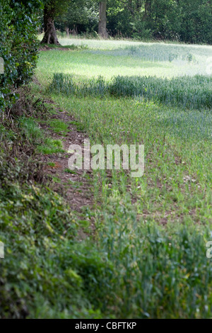 Kaninchen (Oryctolagus Cuniculus), Schäden an Weizen wachsen Weiden schneiden. Hasen Zuschneiden Feldrand von Löchern in Hecke, links. Stockfoto