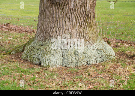 Stieleiche (Quercus Robur). Kofferraum oder Baumstamm von einem ausgewachsenen Baum. Stockfoto