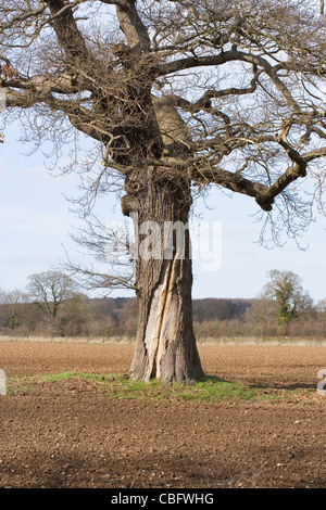 Stieleiche (Quercus Robur). Stamm mit Split durch einen Blitzschlag in der Vergangenheit verursacht. Stockfoto