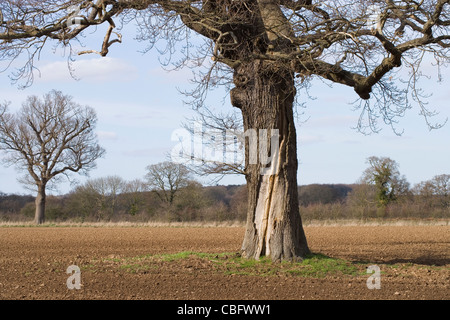 Stieleiche (Quercus Robur). Stamm mit Split durch einen Blitzschlag in der Vergangenheit verursacht. Stockfoto