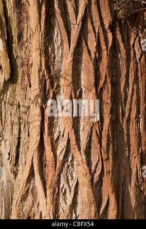 Edelkastanie (Castanea Sativa). Reife Baumstamm. Norfolk. Stockfoto