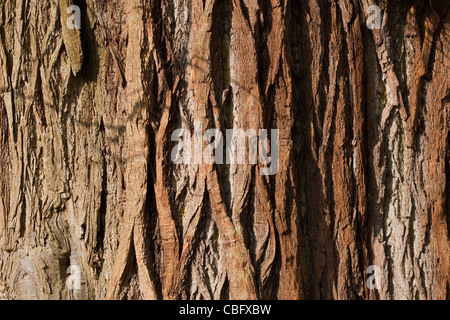 Edelkastanie (Castanea Sativa). Reife Baumstamm. Norfolk. Stockfoto