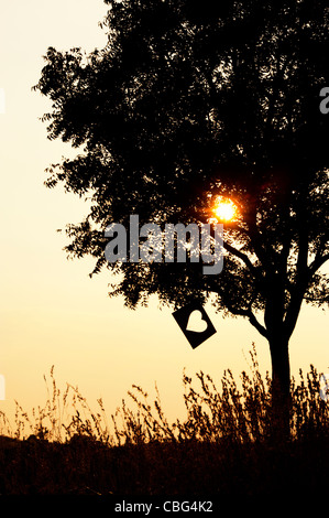 Herz-Form-Papier in einem Baum bei Sonnenuntergang ausgeschnitten. Silhouette Stockfoto
