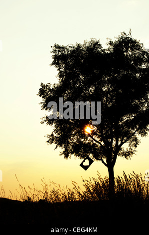 Herz-Form-Papier in einem Baum bei Sonnenuntergang ausgeschnitten. Silhouette Stockfoto