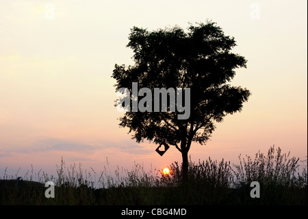 Herz-Form-Papier in einem Baum bei Sonnenuntergang ausgeschnitten. Silhouette Stockfoto