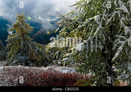 Lärchen mit frischem Schnee bedeckt Stockfoto