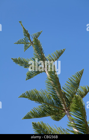 Norfolk-Kiefern in Scarborough, Perth, Westaustralien. Stockfoto