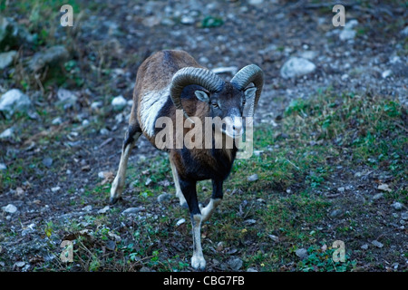 Europäischer Mufflon (Ovis Orientalis Musimon) Portrait. Stockfoto