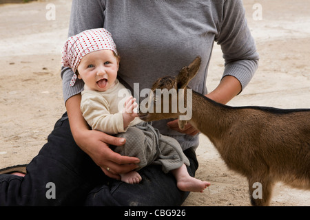 Eine Ziege knabbert an ein Baby finger Stockfoto