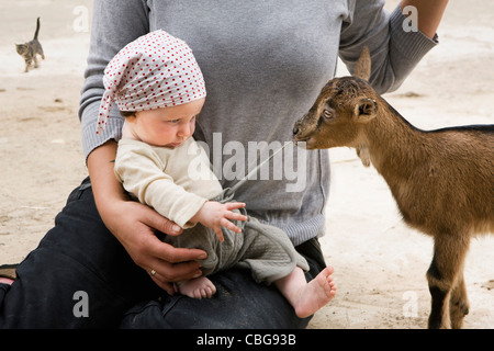 Eine Ziege ziehen an der Kordel ein Baby Hose Stockfoto