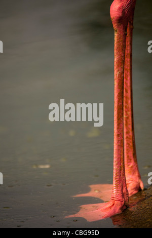 Geringen Teil ein Flamingo steht im Wasser Stockfoto