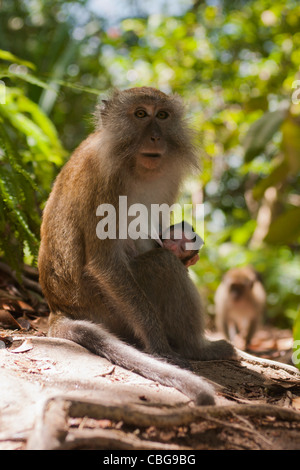 Ein Affe sitzt mit einem Baby in einem Wald Stockfoto