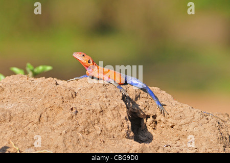 Agama Eidechse, Masai Mara Stockfoto