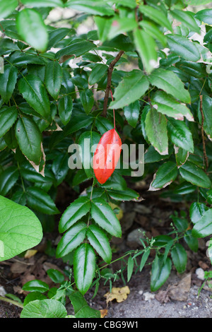 Ein rotes Blatt unter vielen grünen Blättern Stockfoto