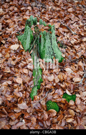 Grünes Moos Baumstumpf unter gefallenen herbstlichen Buche Blättern Stockfoto