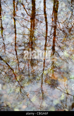 Reflexion der Buche in Wasserbecken Stockfoto