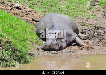 Nilpferd, Masai Mara Stockfoto