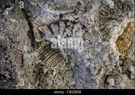 Fossilien der kleine Schwämme und anderer Organismen eingebettet in ein Stück Gault Clay Stockfoto