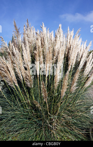 CORTADERIA SELLOANA RENDATLERI. PAMPASGRAS. GRASBÜSCHEL GRASS. Stockfoto