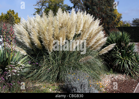 CORTADERIA SELLOANA RENDATLERI. PAMPASGRAS. GRASBÜSCHEL GRASS. Stockfoto