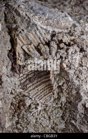 Fossilien der kleine Schwämme und anderer Organismen eingebettet in ein Stück Gault Clay Stockfoto