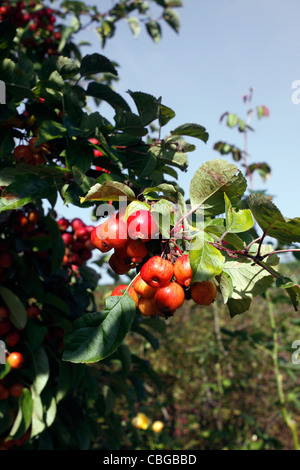 MALUS EVERESTE. CRAB APPLE. Stockfoto